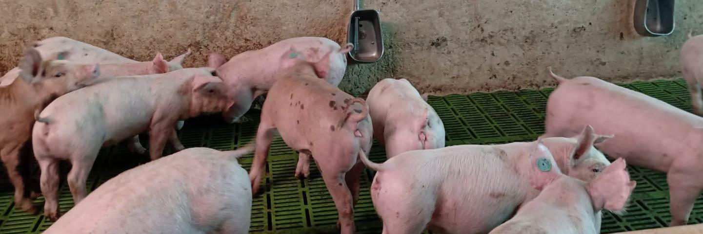 Patente mejora indicadores productivos en pollo y cerdo