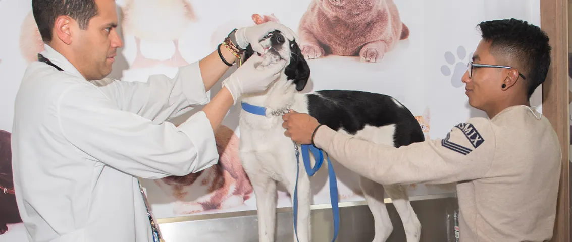 Lucha contra la rabia 