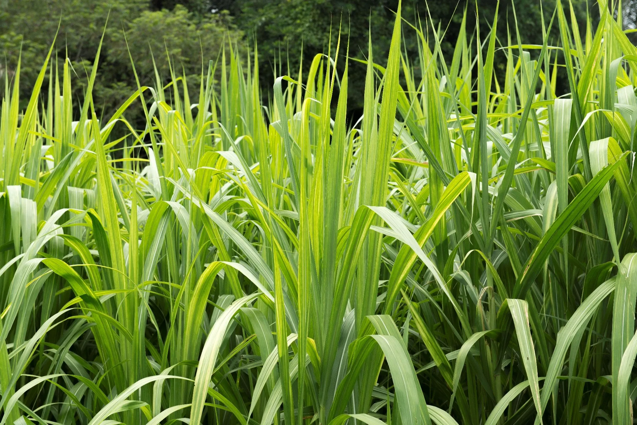 En Unisalle le apostamos a la reforestación