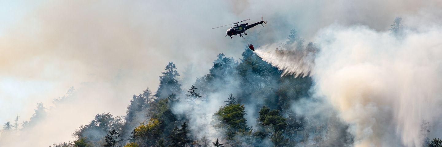 ¿Cómo recuperar los territorios después de un incendio forestal?