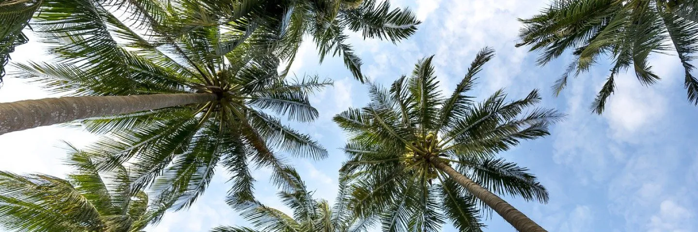 Alternativas sostenibles para el cultivo de palma de aceite