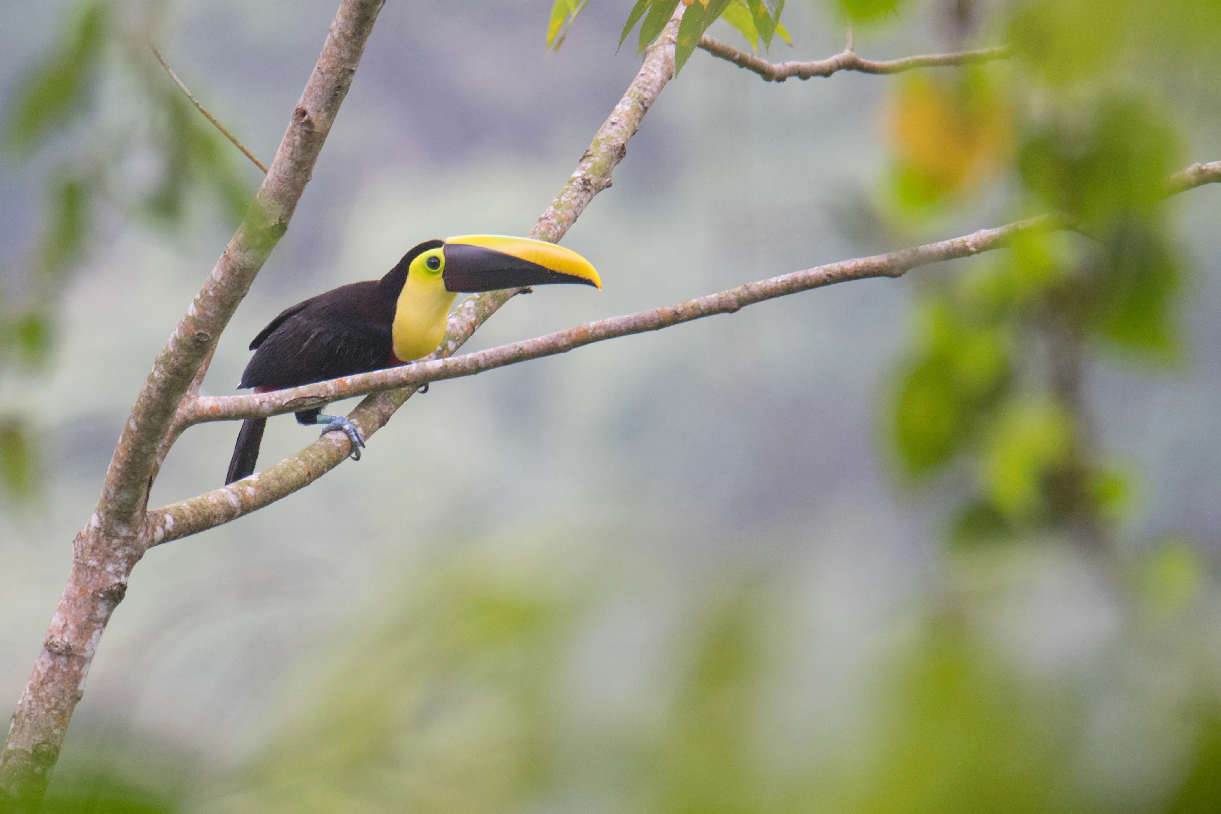 Sigamos dándole importancia a la biodiversidad en Colombia