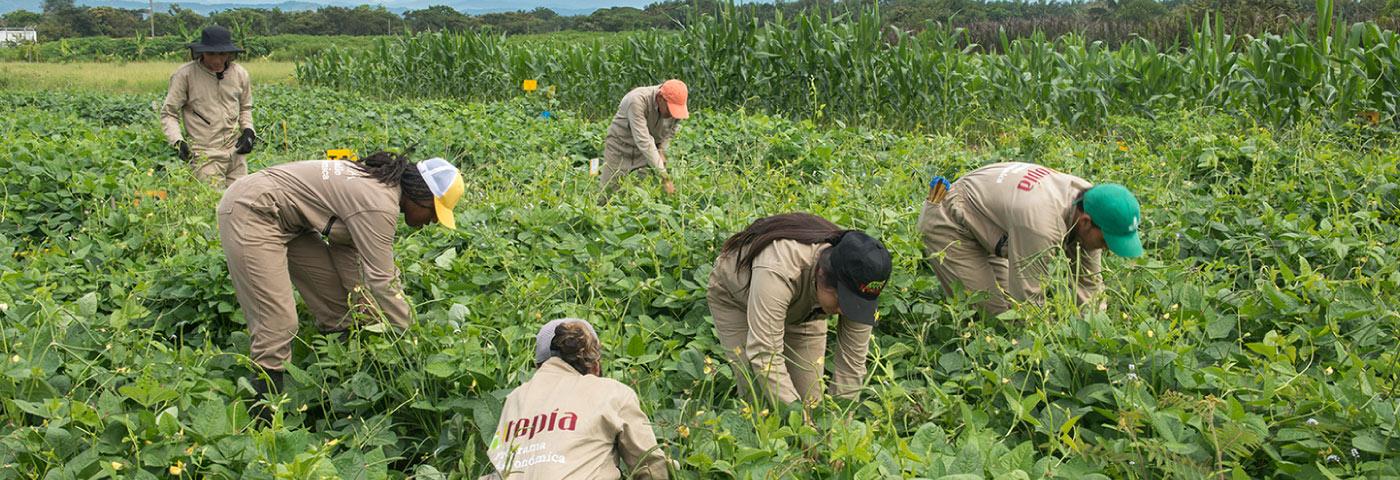 Colombia Alimentaria, una apuesta por el agro del país