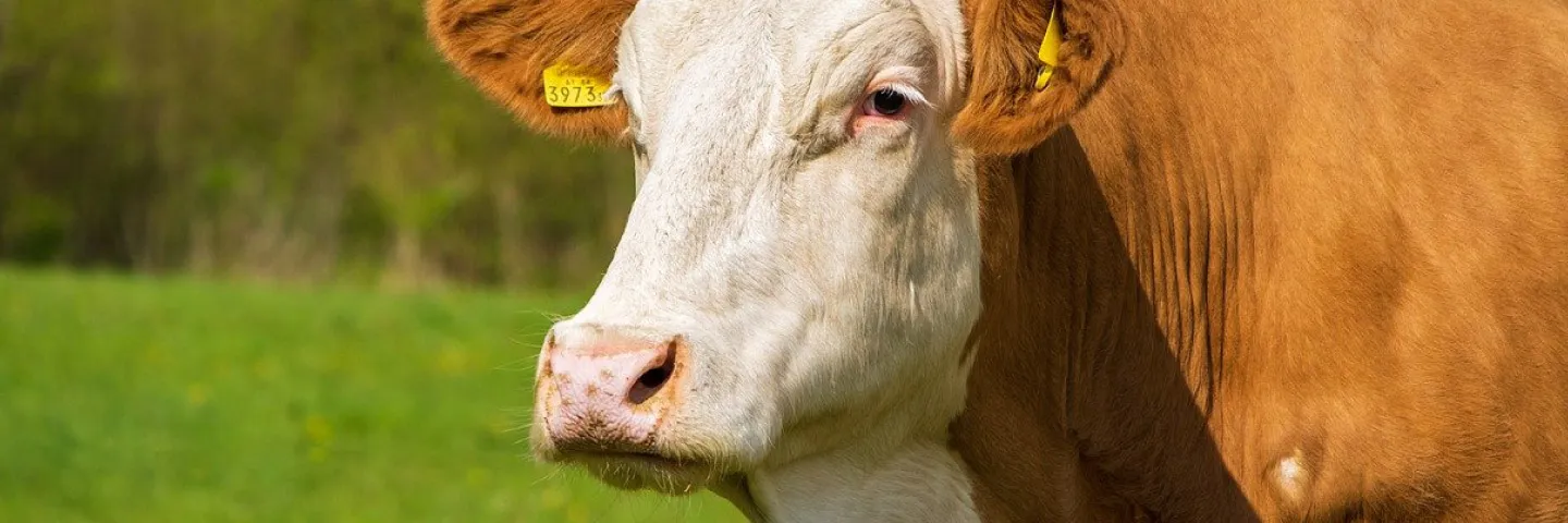 Docentes lasallistas trabajan en la búsqueda de una ganadería sostenible para...