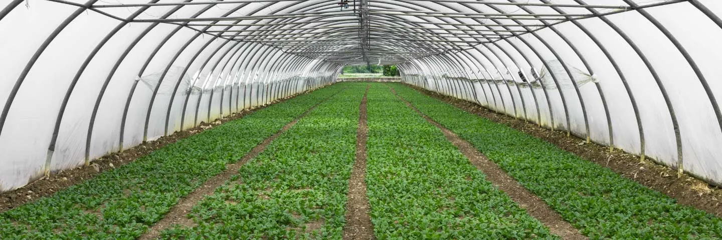 Innovación puesta al servicio de las flores de corte