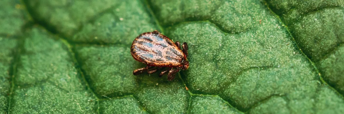 ¿Pueden las garrapatas enfermar al humano?