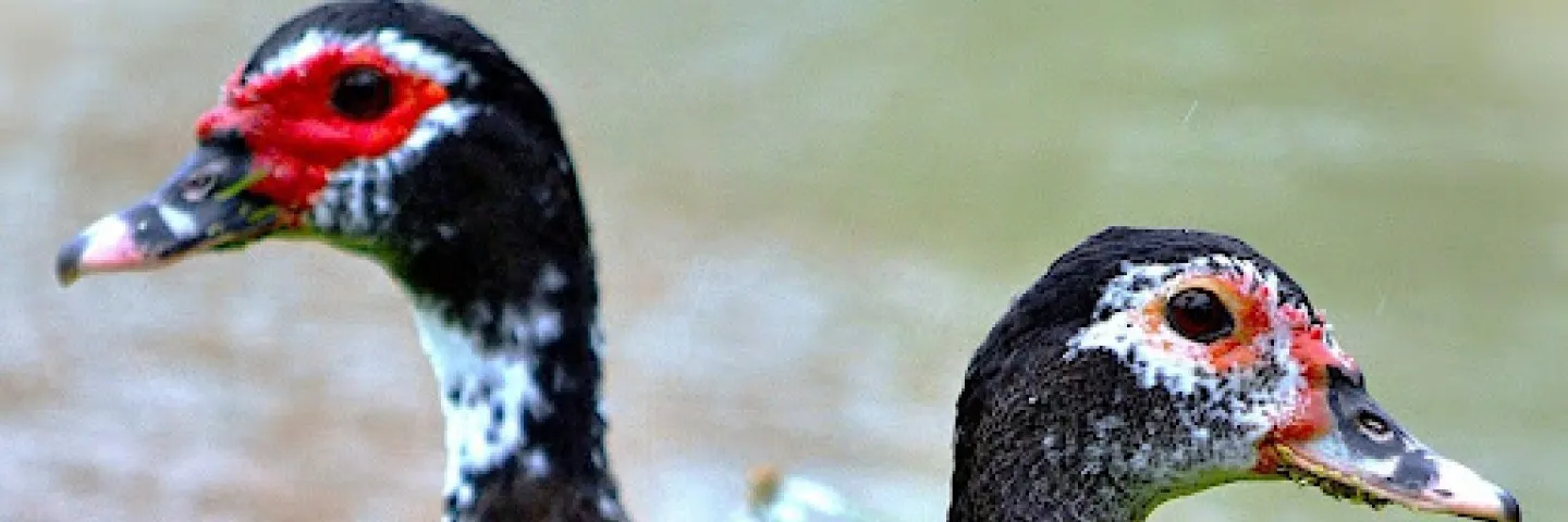 Influeza aviar transmitida por bovinos