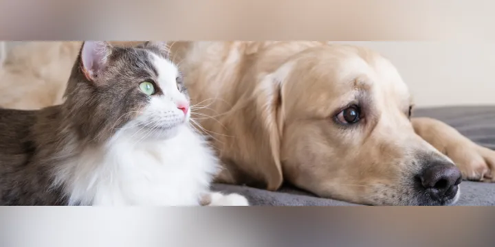 Así puede cuidar a sus mascotas de los ruidos de la pólvora