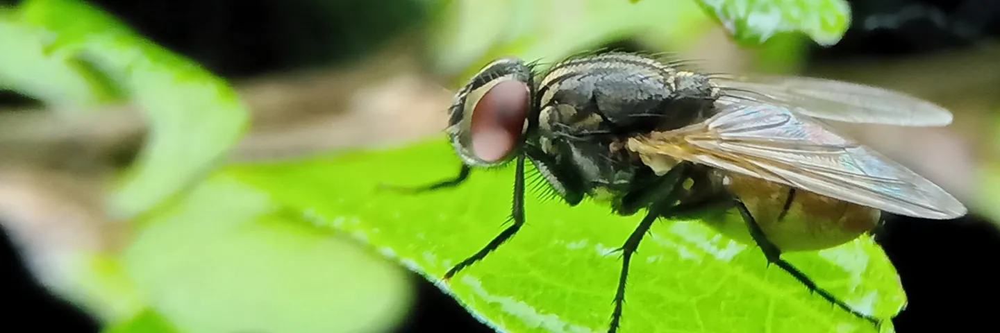 ¿Larvas de moscas con capacidad antibacterial?