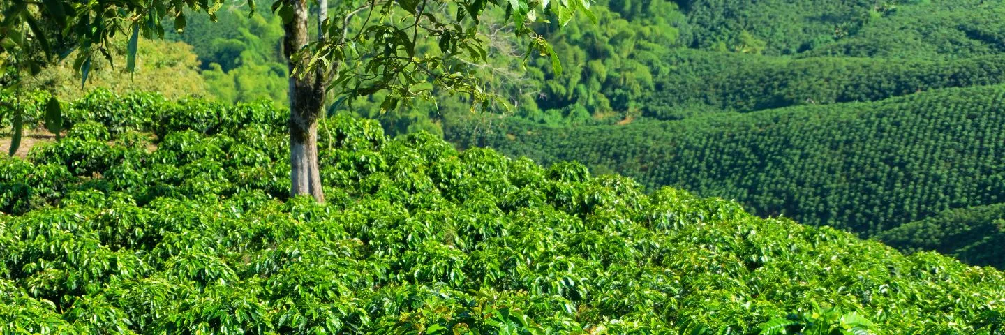 ¿Cuál es el propósito de los monitoreos satelitales en Colombia?