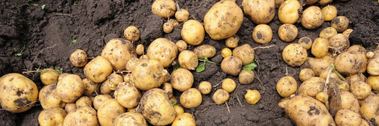 Papa criolla: clave para el sistema productivo en Colombia