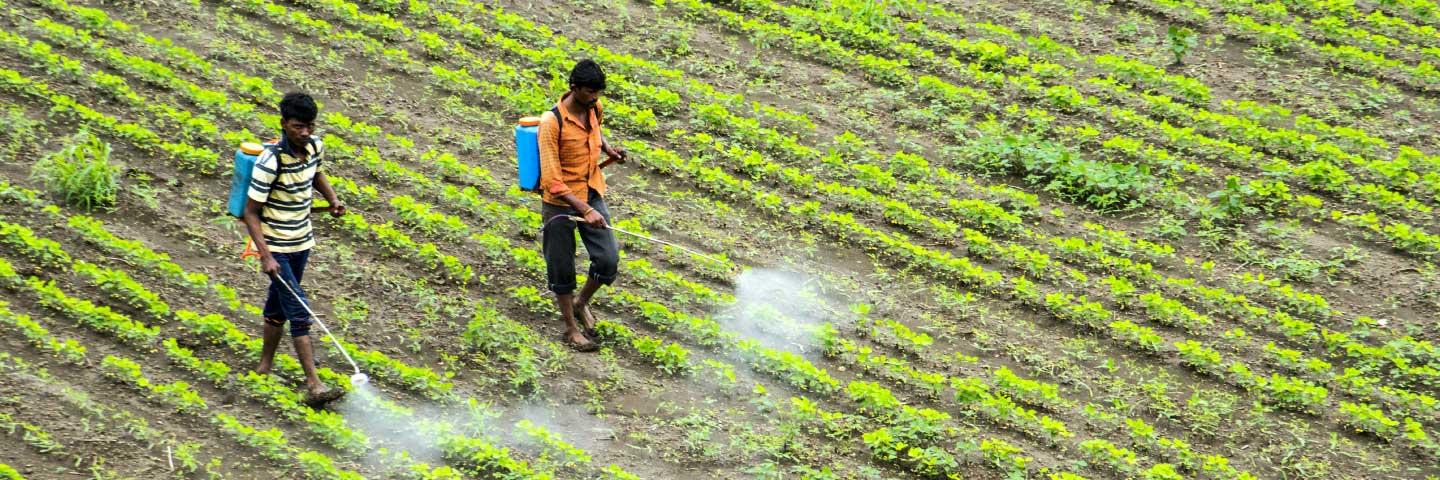 Pesticidas: un riesgo para la salud de los agricultores