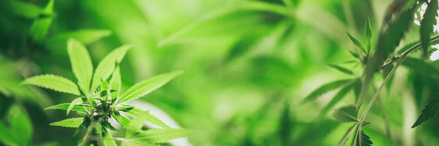 Desafíos de la política antidrogas en Colombia
