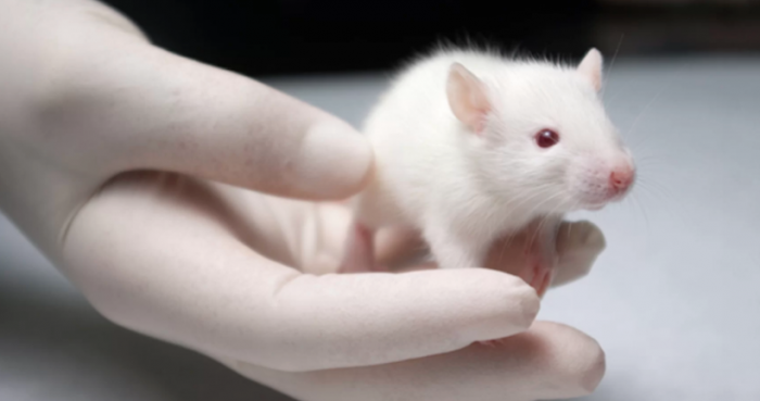 Testeo en animales por parte de la industria cosmética