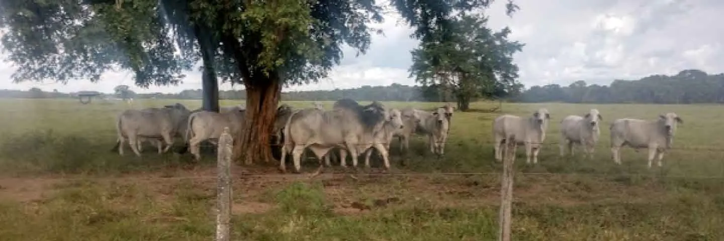 Toros Brahman seleccionados mejoran la producción sostenible ganadera