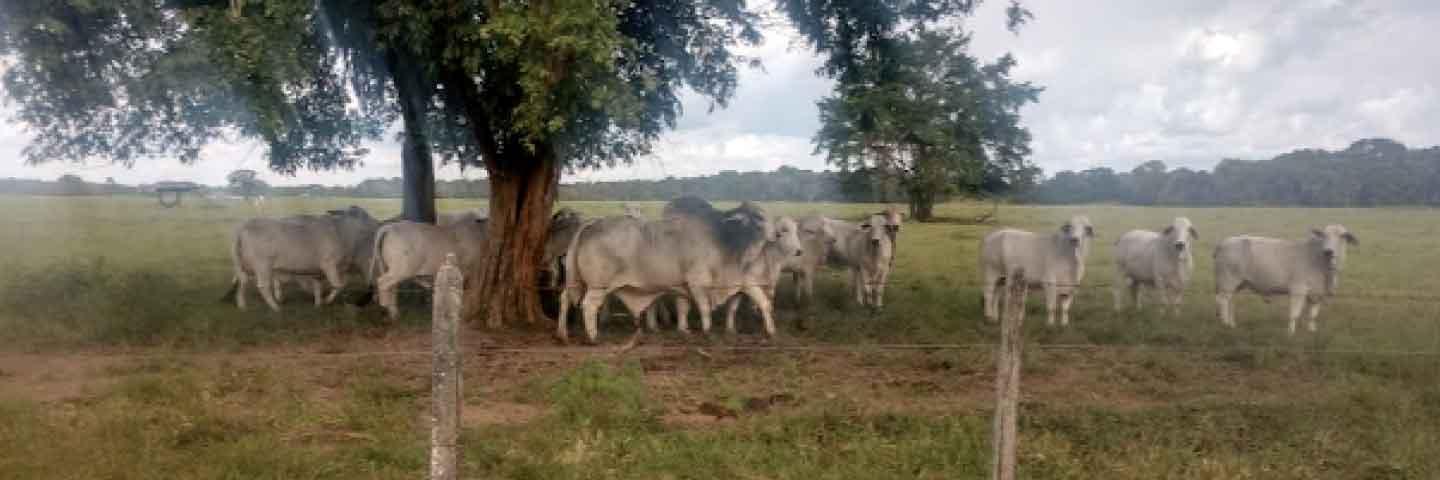 Toros Brahman seleccionados mejoran la producción sostenible ganadera