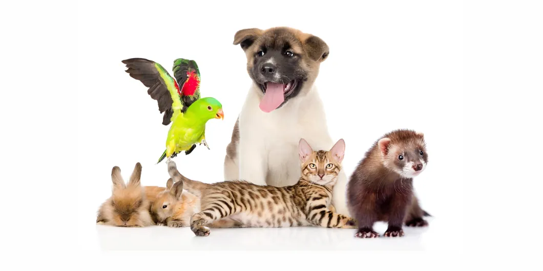 Abandonar no es una opción