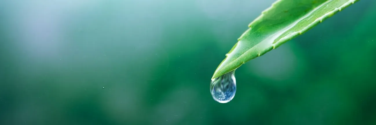 El agua como elemento esencial para la vida