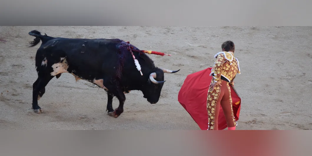 ¿Cómo evitar el uso de animales para espacios de entretenimiento?
