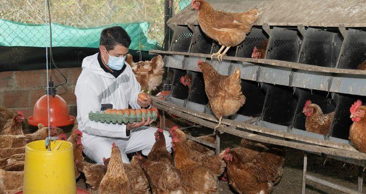 Estudiante con gallinas