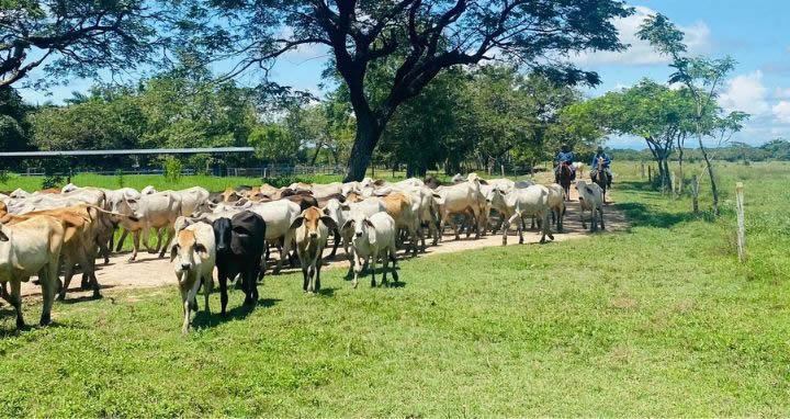 Vacas en el campo