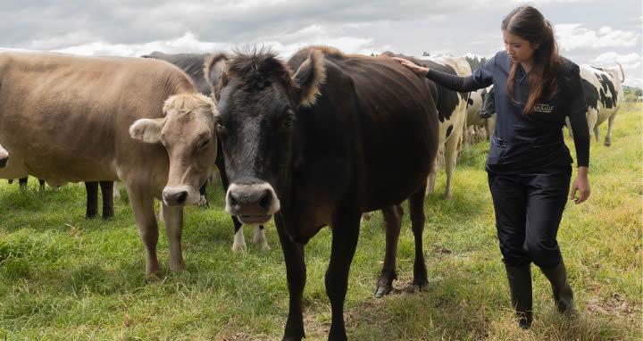 Estudiante con vaca en el campo