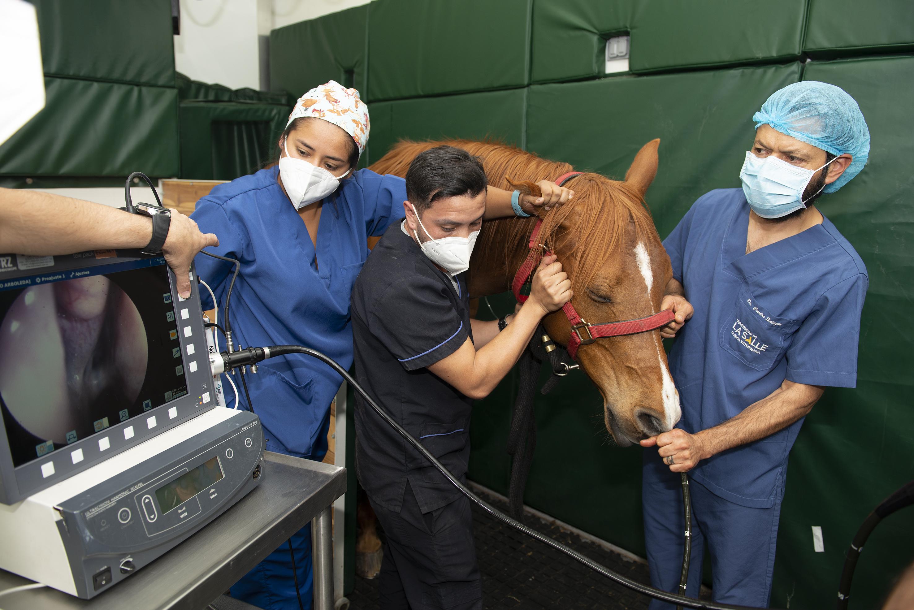 Clinica veterinaria