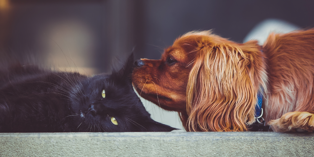 Club Canino y Felino