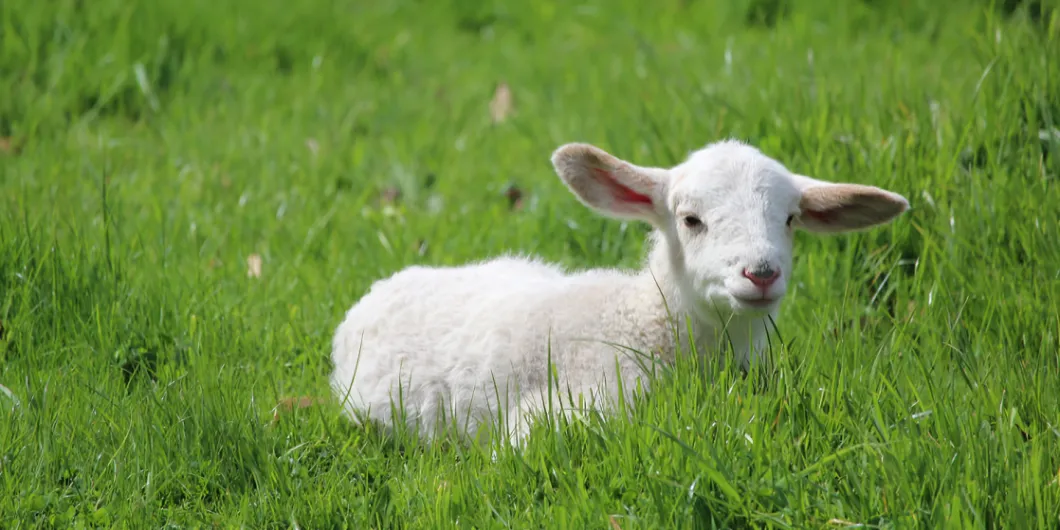 Club Ovino y Caprino