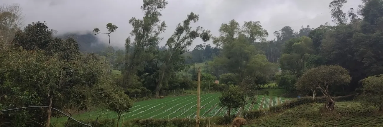 Política para mejorar la competitividad agropecuaria en Colombia