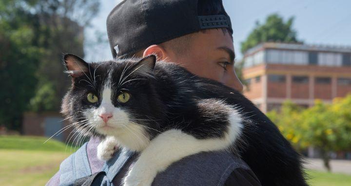 Gato negro con blanco en primer plano