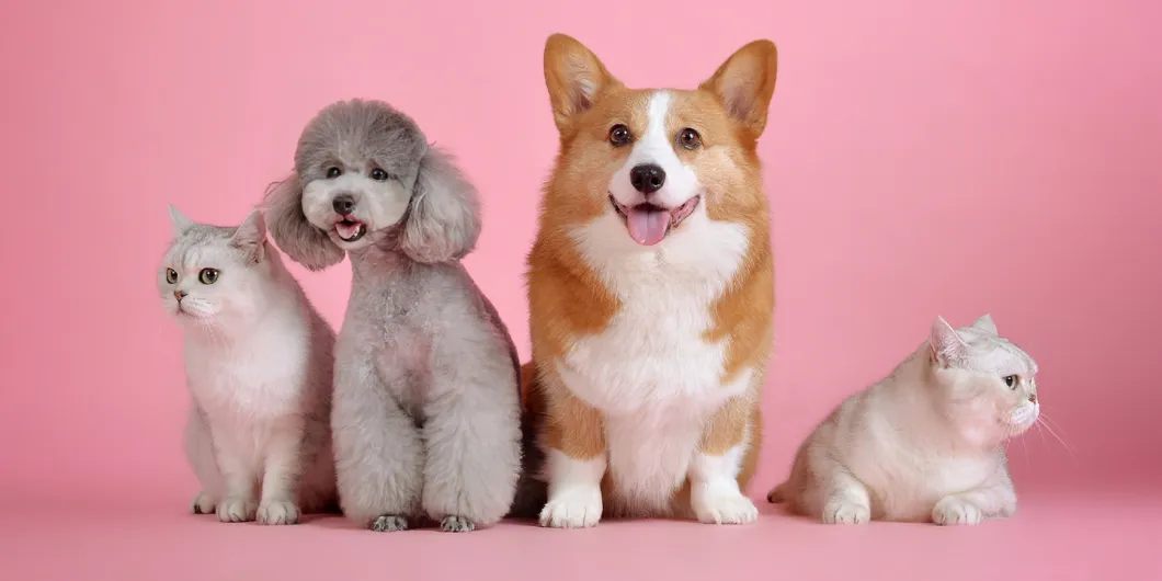 Cómo prevenir el cáncer en nuestras mascotas