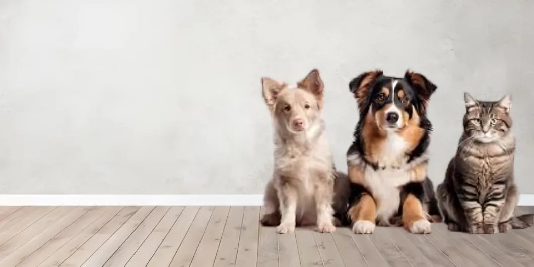 Recomendaciones para cuidar a tu mascota en cuarentena