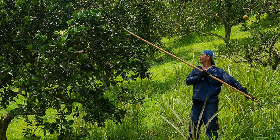 Sostenibilidad de los bosques colombianos