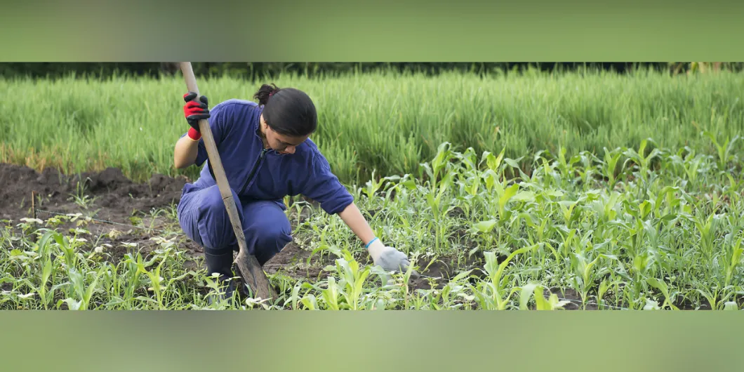 ¿El suelo colombiano tiene las condiciones para cultivar durante todo el año?
