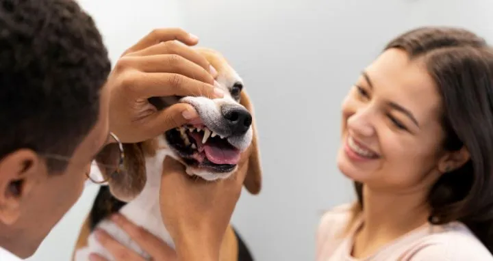 Cuidado dental en mascotas