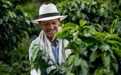 Campesino en un cultivo de café