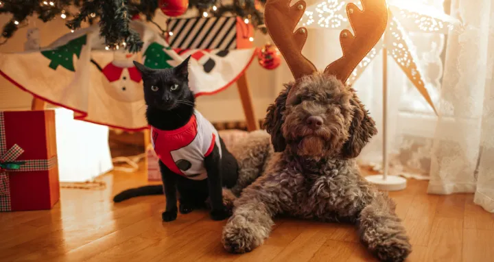 Perro y gato en navidad