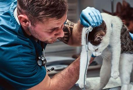 Veterinario atendiendo a un gato