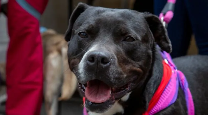 Decalogo petfriendly