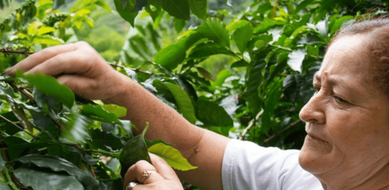 Mujer recolectando café