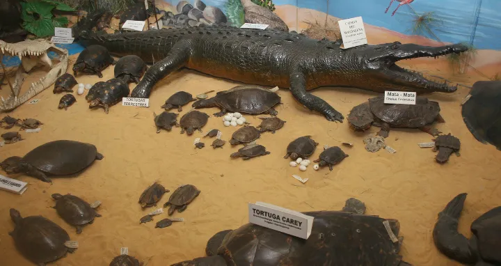Exposición Museo