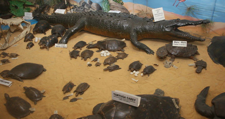 Exposición Museo
