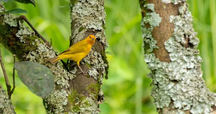 Conéctate con la Naturaleza: Explora Nuestros Senderos Ecológicos