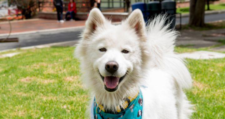Perro blanco con pañoleta azul