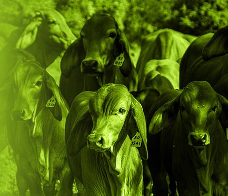 Hato, vacas, ganado