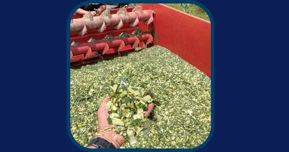 Patente SILAGE