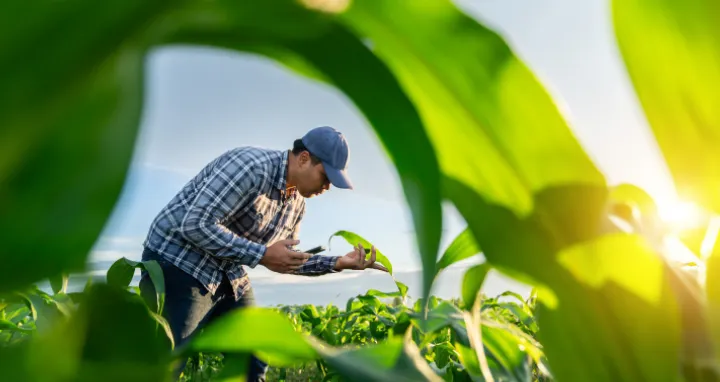 trabajo Agropecuario