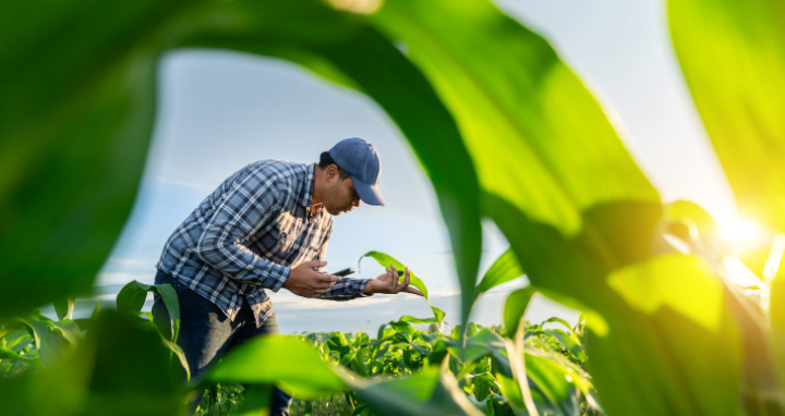 trabajo Agropecuario