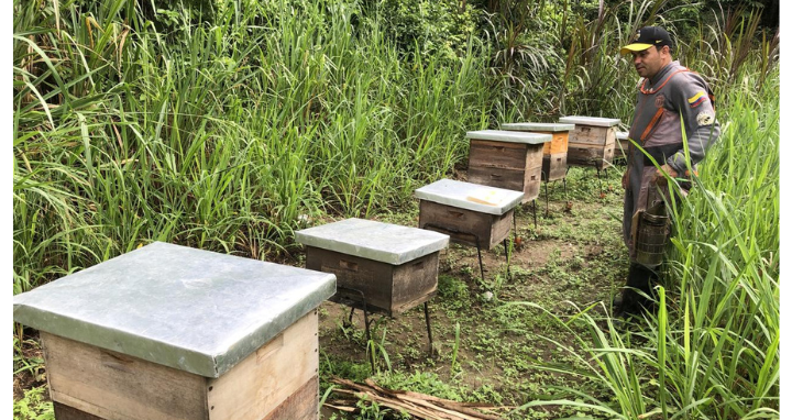 Criadero de Abejas